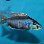 Champsochromis spilorynchus