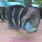 Cyphotilapia frontosa Burndi