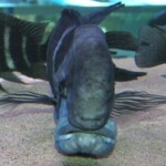 Cyphotilapia frontosa Burndi