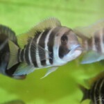 Cyphotilapia frontosa Kigoma