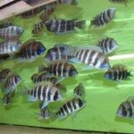 Cyphotilapia frontosa Kigoma