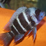 Cyphotilapia frontosa