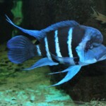 Cyphotilapia gibberosa Kapampa