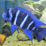 Cyphotilapia gibberosa kapampa