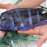 Cyphotilapia gibberosa kapampa