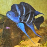 Cyphotilapia gibberosa kapampa