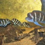 Cyphotilapia gibberosa kapampa