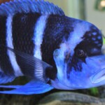Cyphotilapia gibberosa kapampa