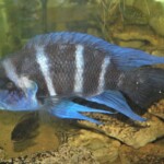 Cyphotilapia gibberosa kapampa