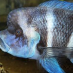 Cyphotilapia gibberosa kapampa