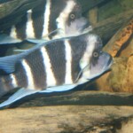 Cyphotilapia gibberosa kapampa