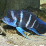 Cyphotilapia gibberosa kapampa