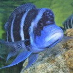 Cyphotilapia gibberosa kapampa