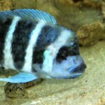 Cyphotilapia gibberosa kapampa