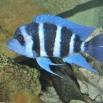 Cyphotilapia gibberosa kapampa