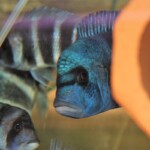 Cyphotilapia frontosa