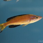 Cyprichromis Microlepidotus Cape Caramba