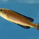Cyprichromis Microlepidotus Cape Caramba