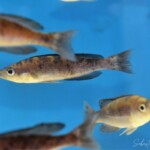 Cyprichromis Microlepidotus “Kiriza” Noir