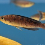 Cyprichromis Microlepidotus “Kiriza” Noir