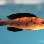 Cyprichromis Microlepidotus “Kiriza” Noir