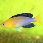Cyprichromis kibigi