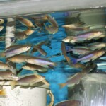 Cyprichromis leptosoma Kigoma