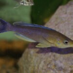 Cyprichromis leptosoma Kigoma