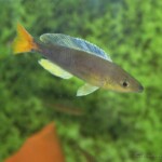 Cyprichromis leptosoma Kigoma