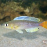 Cyprichromis leptosoma Kigoma