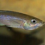 Cyprichromis leptosoma Kigoma femelle en incub
