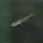 Cyprichromis leptosoma Kigoma