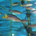 Cyprichromis leptosoma Utinta