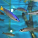 Cyprichromis leptosoma Utinta