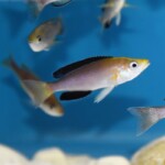 Cyprichromis leptosoma jumbo « Mpimbwe »