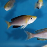 Cyprichromis leptosoma jumbo « Mpimbwe »
