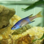 Cyprichromis leptosoma jumbo speckleback Moba