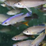 Cyprichromis leptosoma