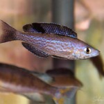 Cyprichromis microlepidotus