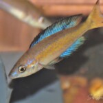 Cyprichromis microlepidotus