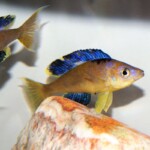 Cyprichromis microlepidotus Karilani
