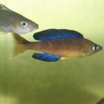 Cyprichromis microlepidotus Kassei