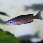 Cyprichromis microlepidotus Kassei