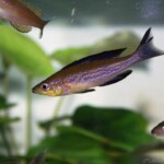 Cyprichromis microlepidotus Kassei