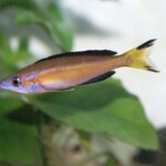 Cyprichromis microlepidotus Kassei