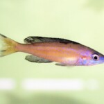 Cyprichromis microlepidotus Kassei