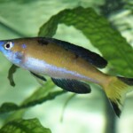 Cyprichromis microlepidotus Kassei