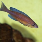 Cyprichromis microlepidotus Kassei