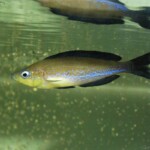 Cyprichromis microlepidotus Kassei