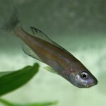 Cyprichromis microlepidotus Kassei femelle